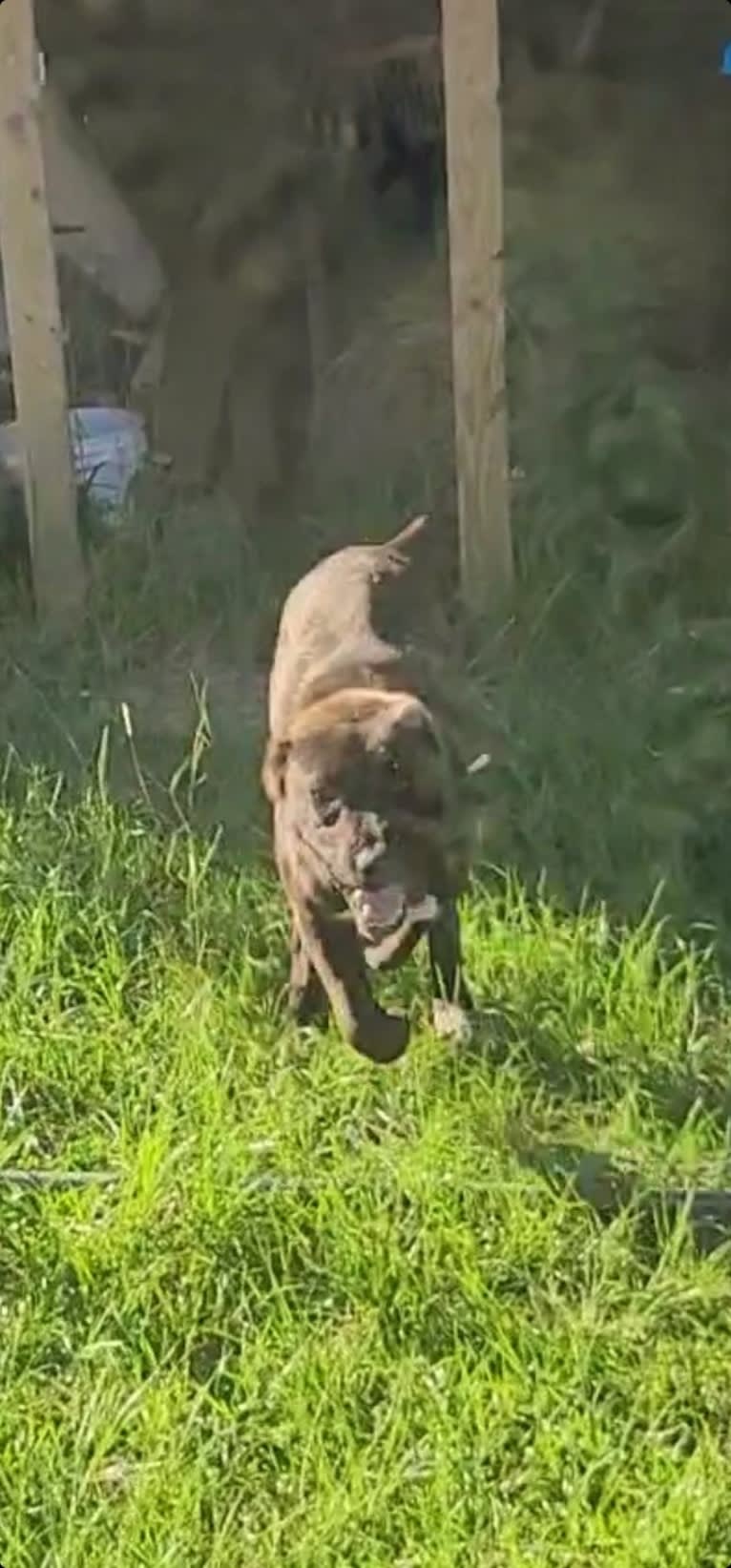 Zhanna, a Central Asian Shepherd Dog tested with EmbarkVet.com