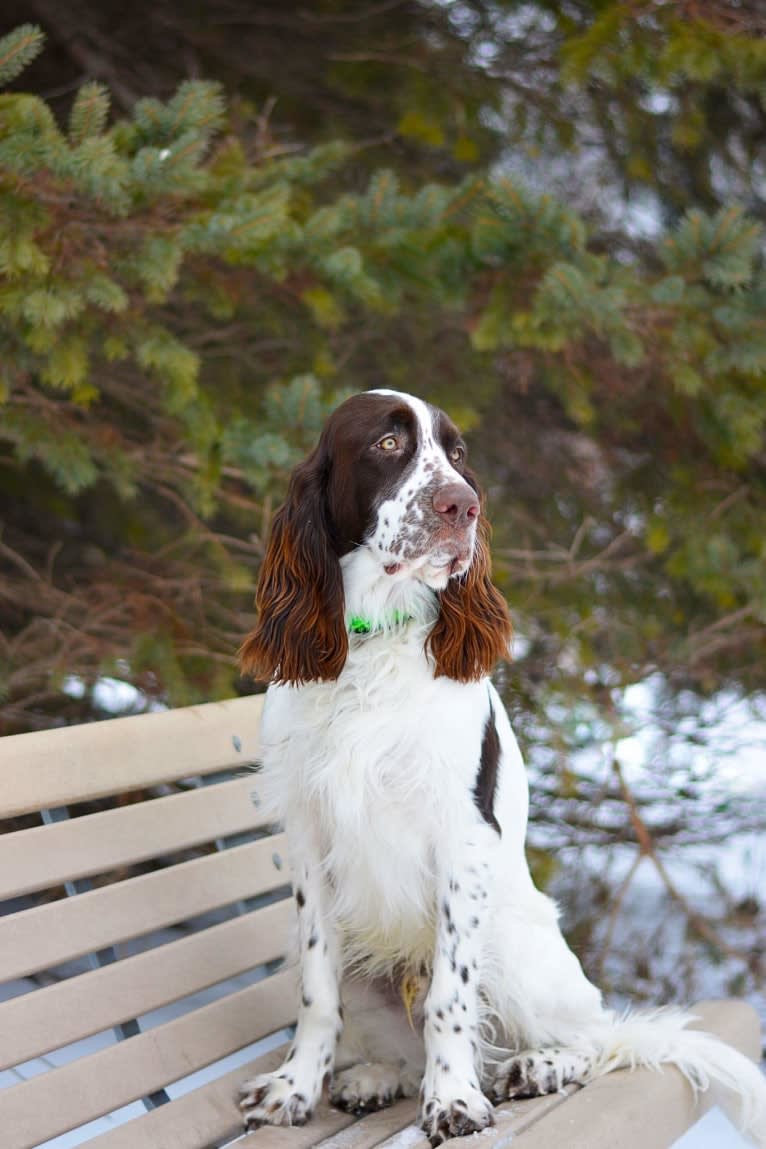 Manny, a French Spaniel tested with EmbarkVet.com