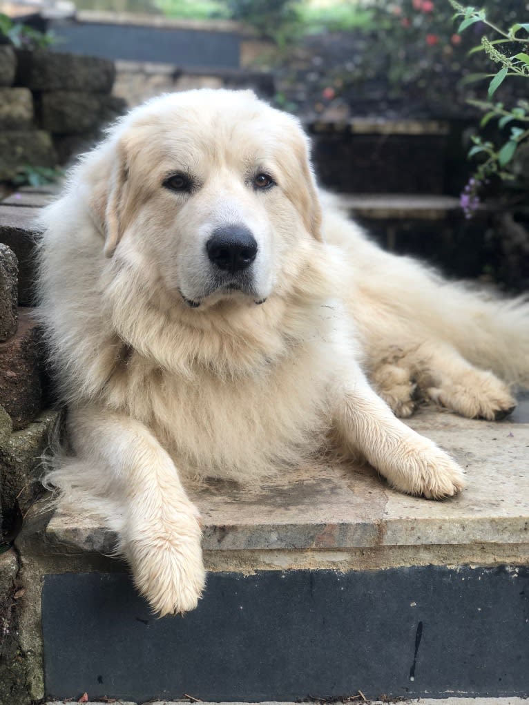 Voltaire, a Great Pyrenees tested with EmbarkVet.com