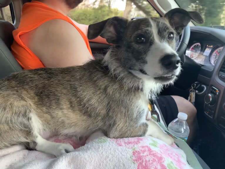 Rylie, a Mountain Cur and Rat Terrier mix tested with EmbarkVet.com