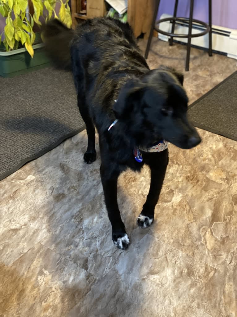 Care Bear Ross, a Labrador Retriever and Australian Cattle Dog mix tested with EmbarkVet.com