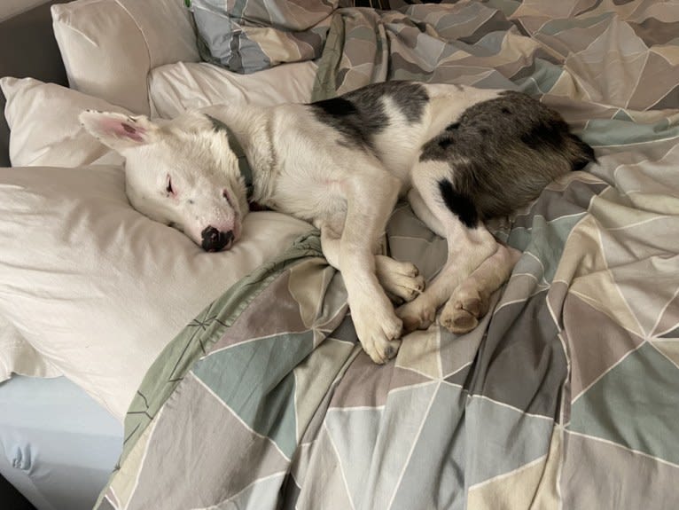 Momo, an Australian Cattle Dog and Australian Shepherd mix tested with EmbarkVet.com