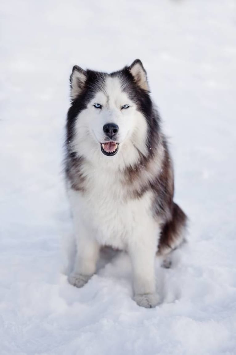 Maya, a Siberian Husky tested with EmbarkVet.com