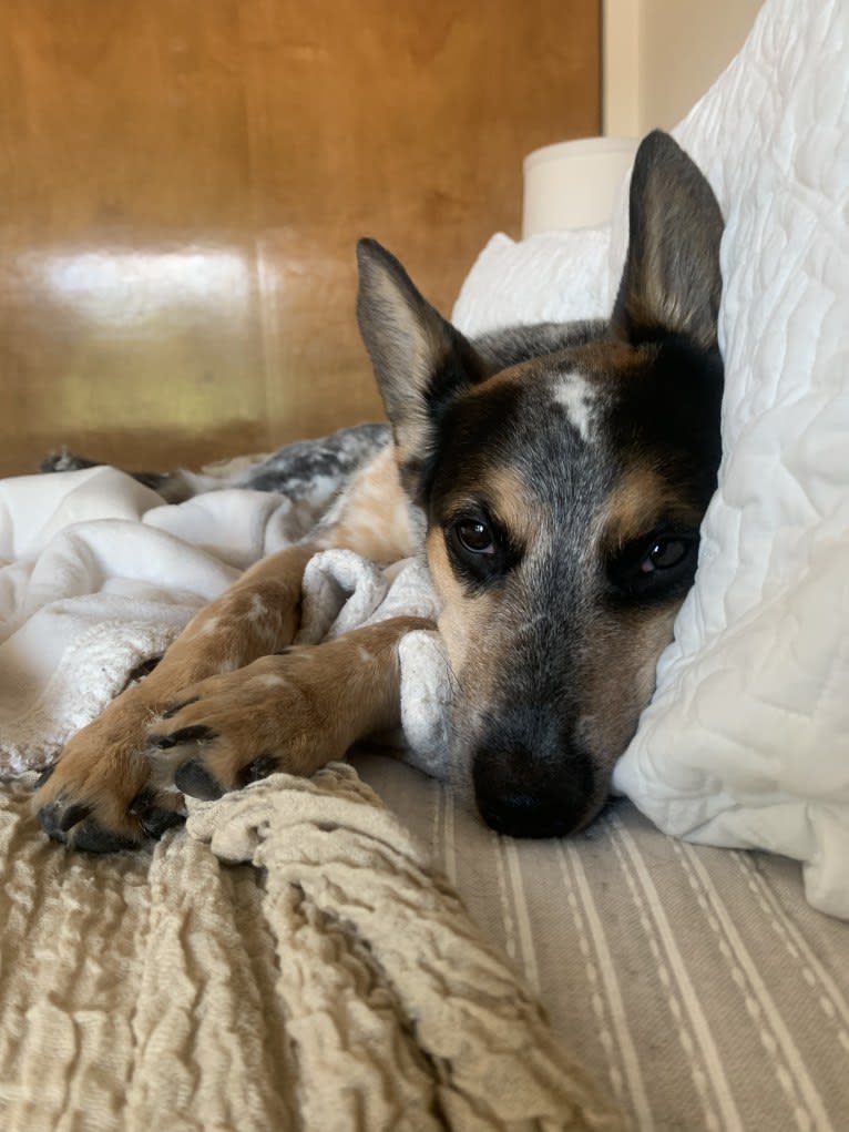 Indy, an Australian Cattle Dog and Boxer mix tested with EmbarkVet.com