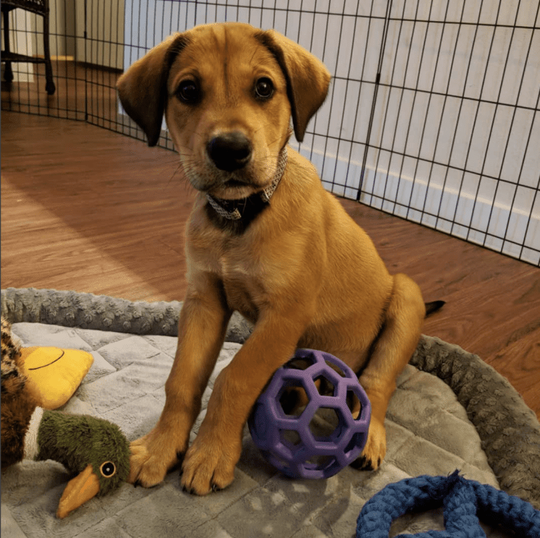 Riggins, a Labrador Retriever and Rottweiler mix tested with EmbarkVet.com