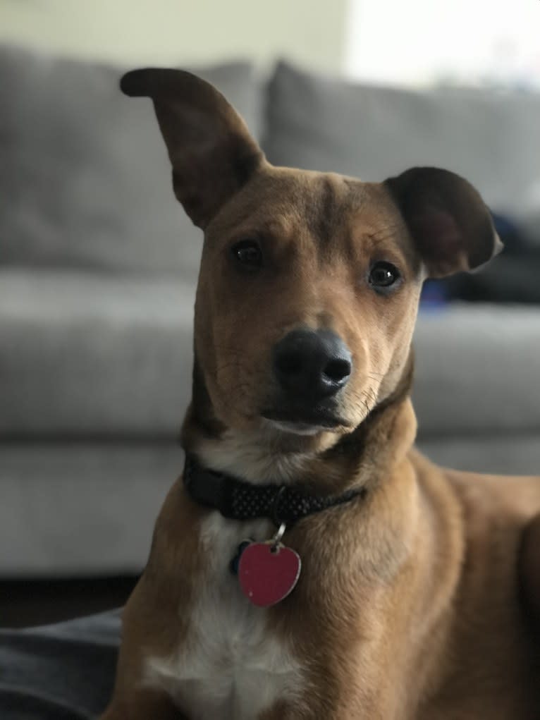 Buckee, an American Pit Bull Terrier and Australian Cattle Dog mix tested with EmbarkVet.com