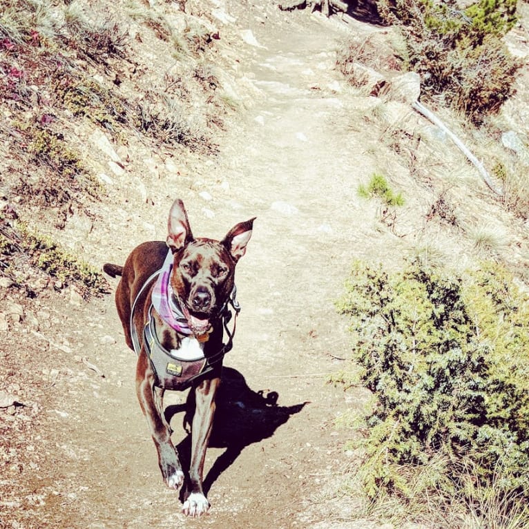 Andromeda, an American Pit Bull Terrier and Boxer mix tested with EmbarkVet.com