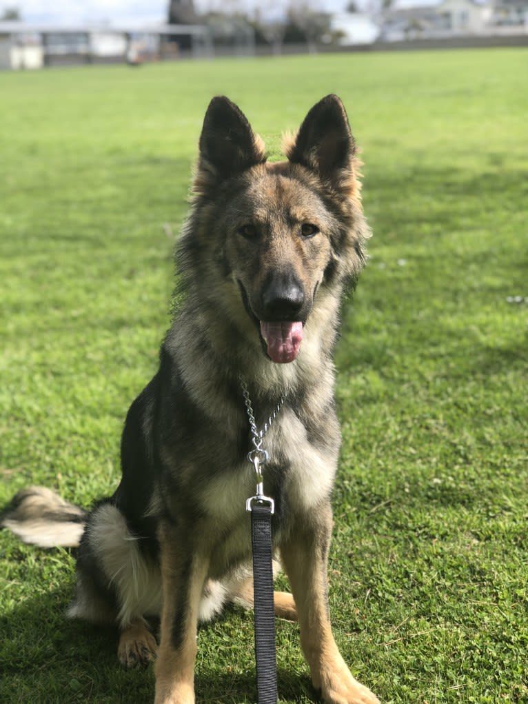 Jax, a German Shepherd Dog (7.4% unresolved) tested with EmbarkVet.com