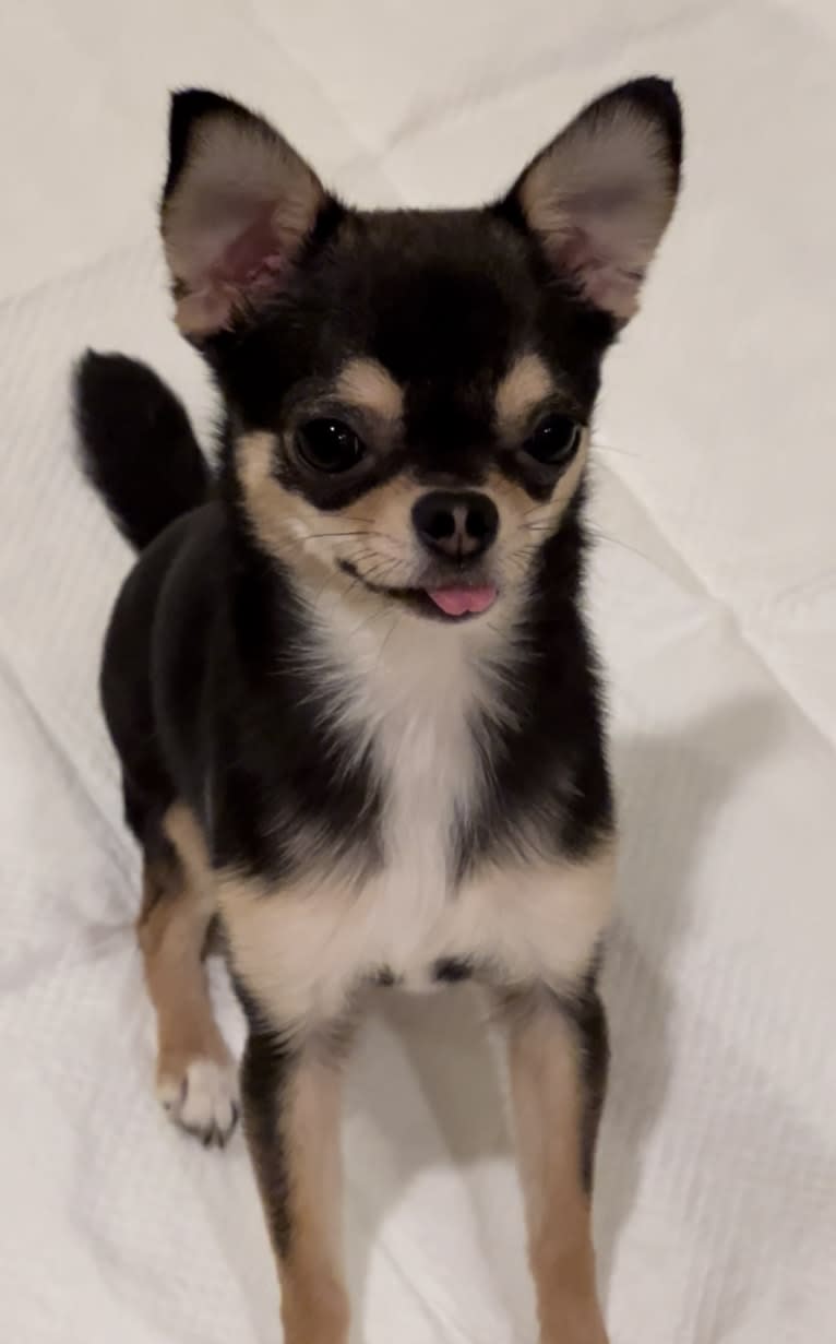 Alli-Mae, a Chihuahua tested with EmbarkVet.com