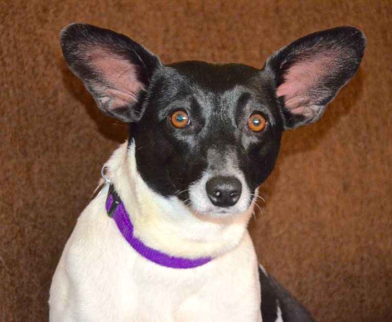 Maisey, a Rat Terrier and Toy Fox Terrier mix tested with EmbarkVet.com