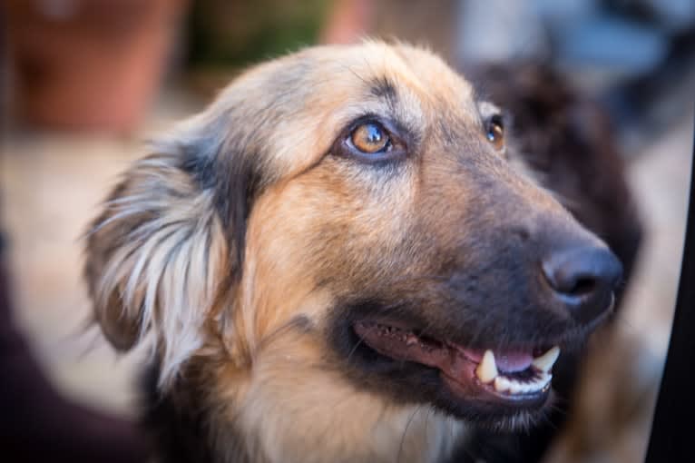 Bacalao, an Eastern European Village Dog and Russell-type Terrier mix tested with EmbarkVet.com