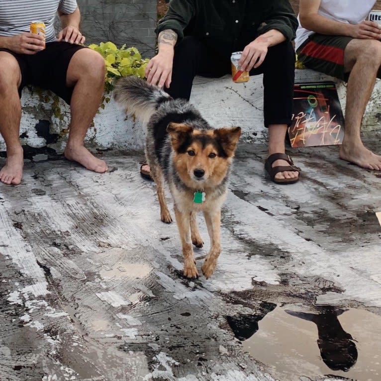 Joon, a Shetland Sheepdog and Australian Cattle Dog mix tested with EmbarkVet.com