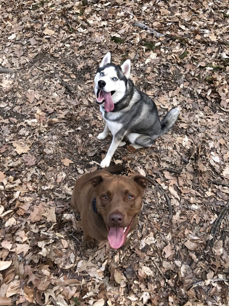 Jaxon, an American Bulldog and Labrador Retriever mix tested with EmbarkVet.com