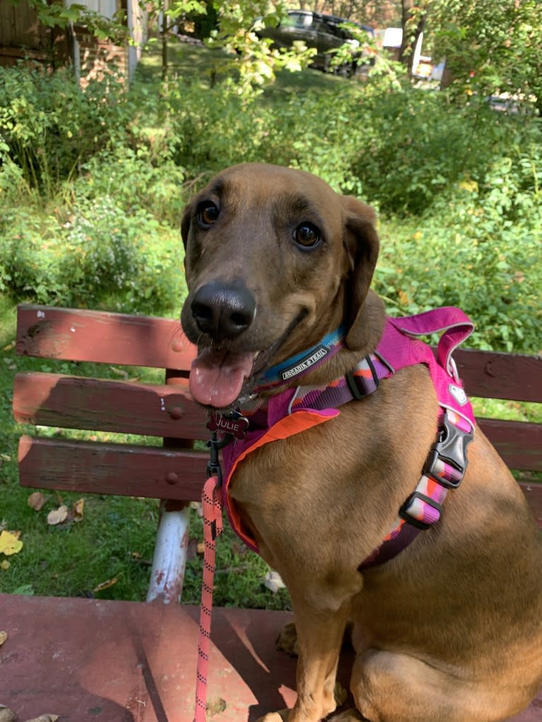 Julie, a Redbone Coonhound and Plott mix tested with EmbarkVet.com