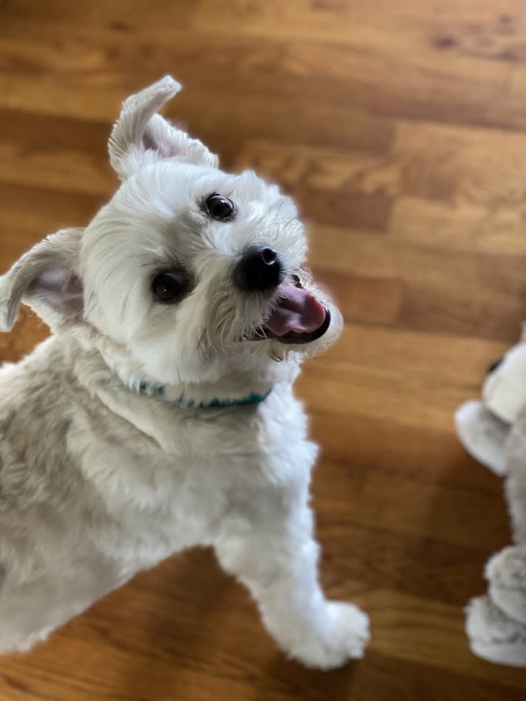 Louis Jay, a Pomeranian and Yorkshire Terrier mix tested with EmbarkVet.com