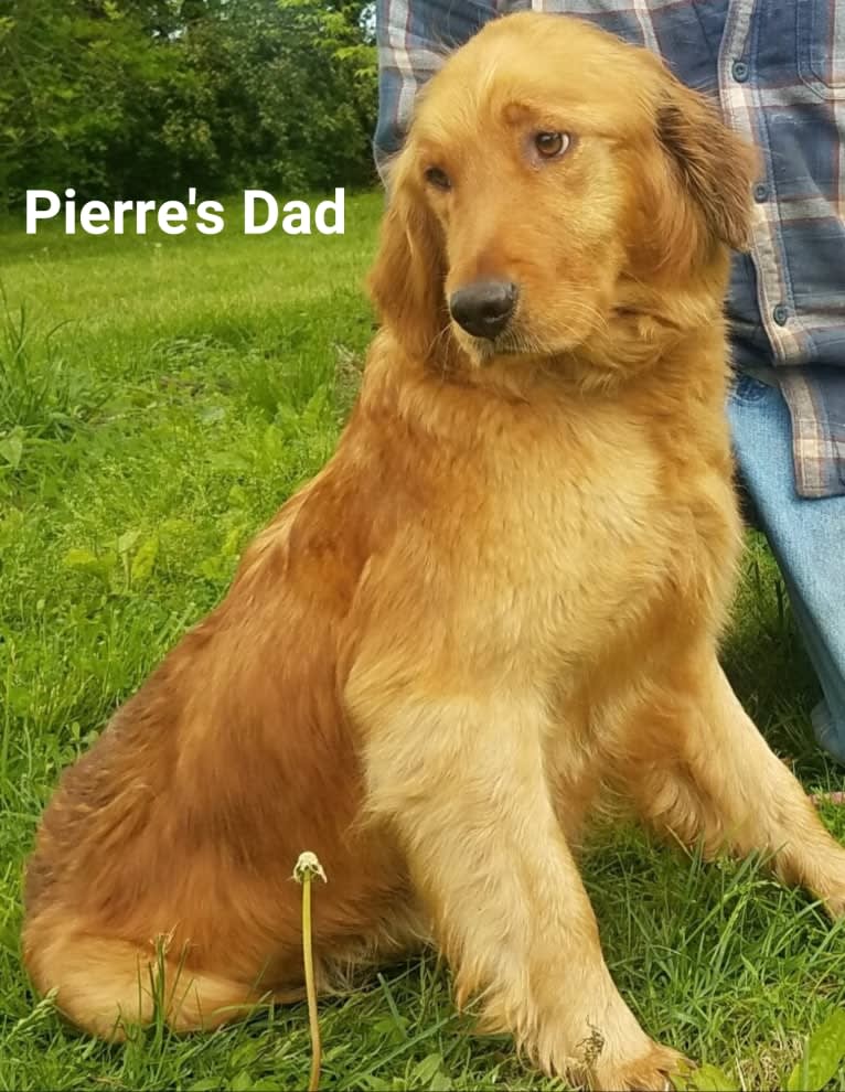 Pierre-luc, a Golden Retriever tested with EmbarkVet.com