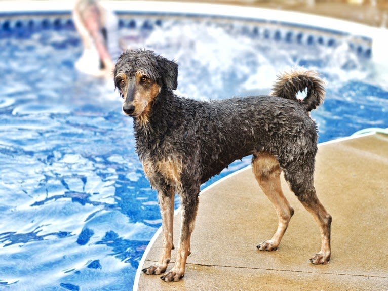 Hayley, an Aussiedoodle tested with EmbarkVet.com