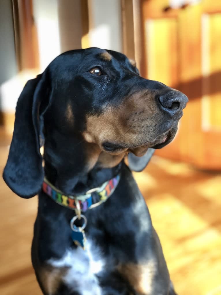 Hillary, a Black and Tan Coonhound tested with EmbarkVet.com