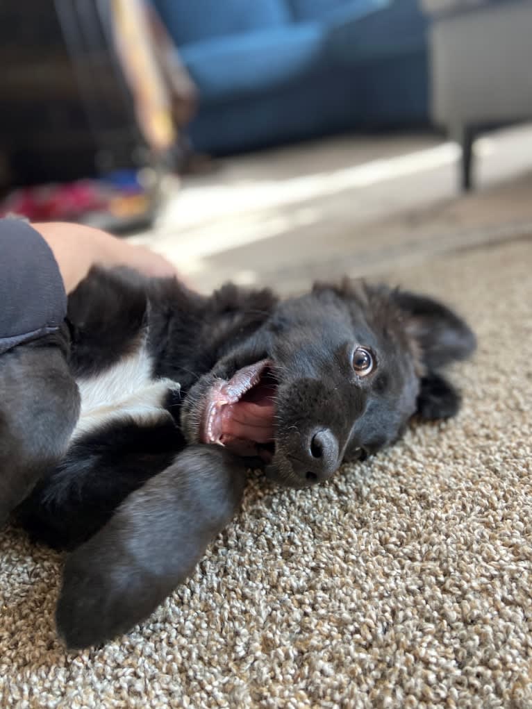 Ruth, an Australian Cattle Dog and Great Pyrenees mix tested with EmbarkVet.com