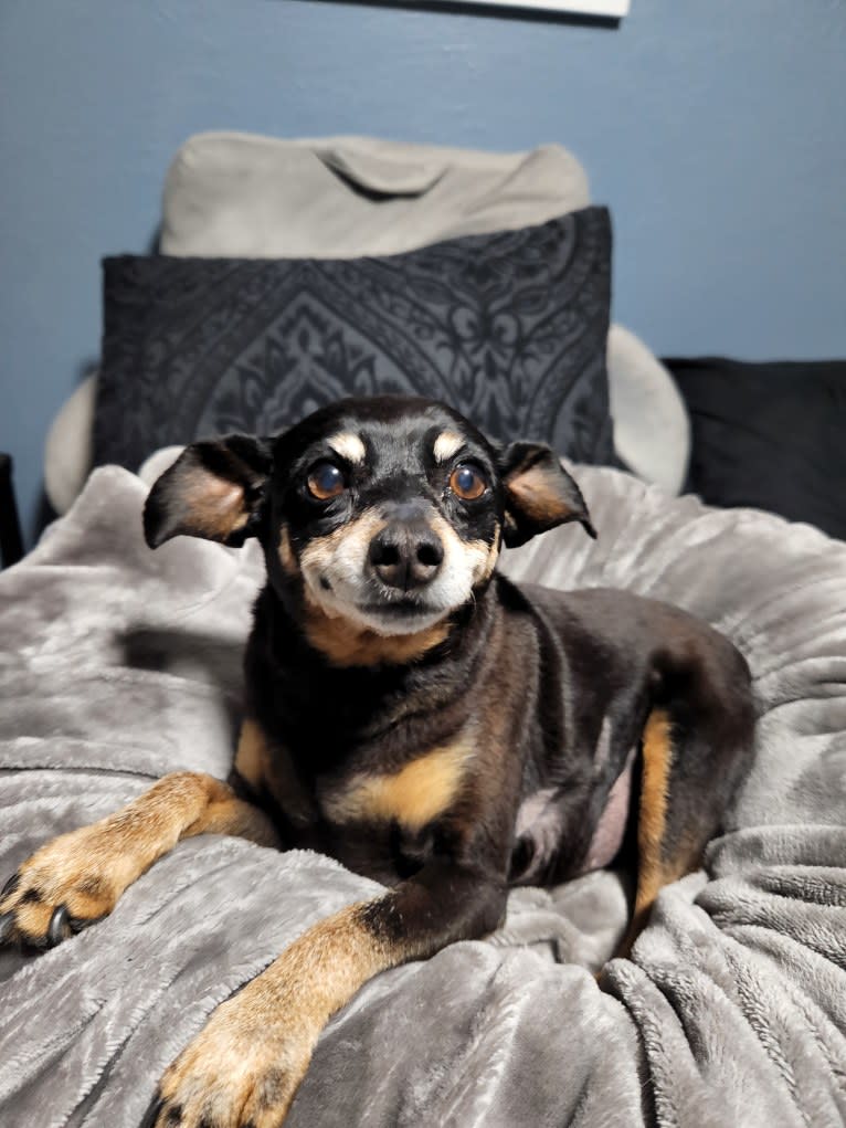 Minnie, a Miniature Pinscher tested with EmbarkVet.com