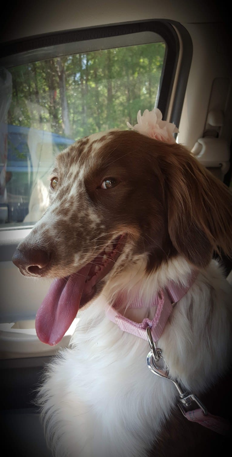 Maple, a German Shorthaired Pointer and Chow Chow mix tested with EmbarkVet.com