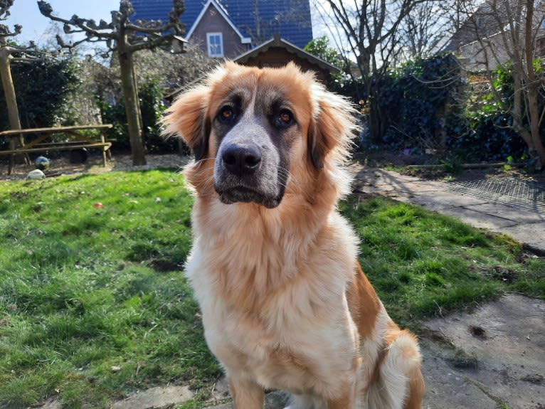 Mika, a West Asian Village Dog tested with EmbarkVet.com