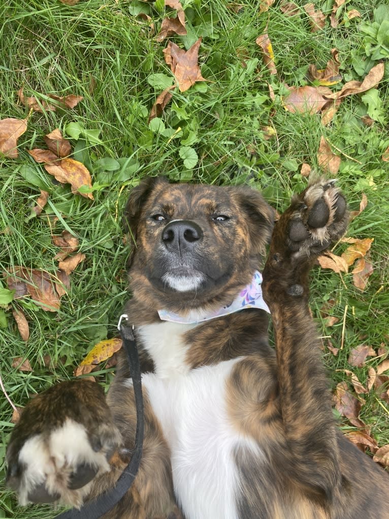 Cori, an American Pit Bull Terrier and Boxer mix tested with EmbarkVet.com