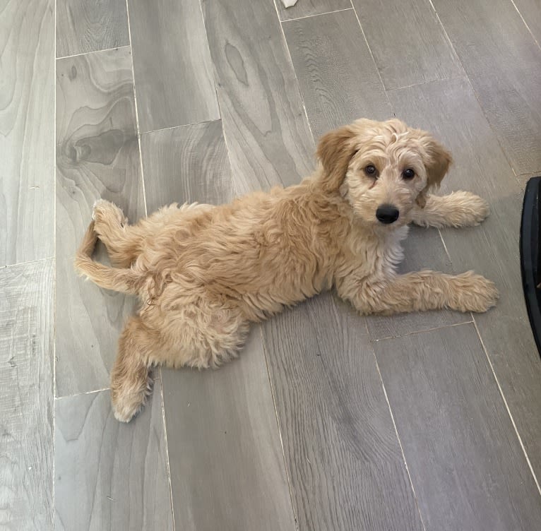 Blossom, a Poodle (Standard) and Golden Retriever mix tested with EmbarkVet.com