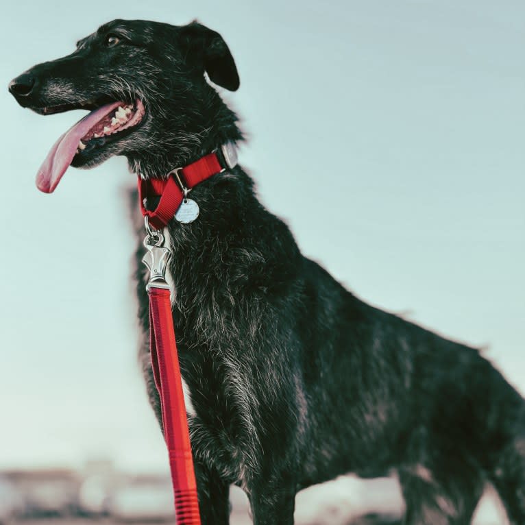 Jamie, a Belgian Malinois and Greyhound mix tested with EmbarkVet.com