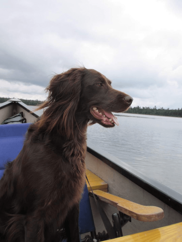 Luna, a Boykin Spaniel and Golden Retriever mix tested with EmbarkVet.com