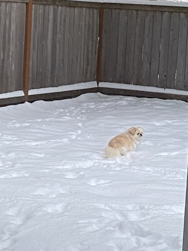 Marsha, a Pekingese tested with EmbarkVet.com