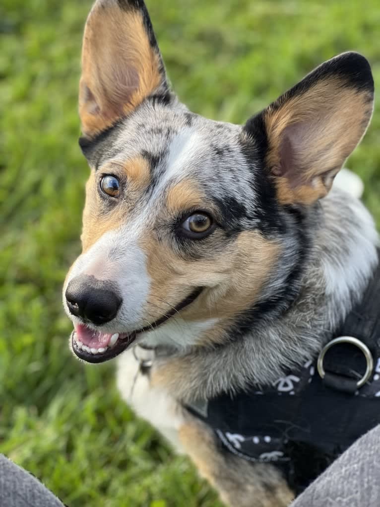 Corky, a Pembroke Welsh Corgi and Dachshund mix tested with EmbarkVet.com