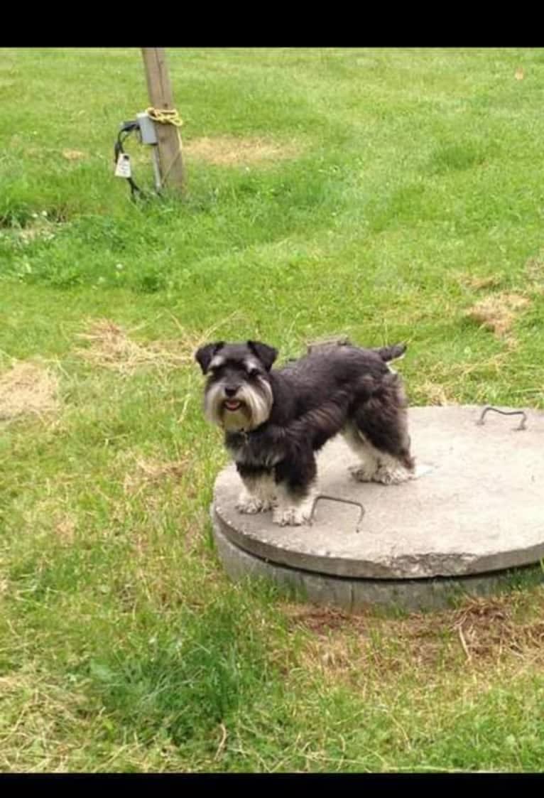 Minnie, a Miniature Schnauzer tested with EmbarkVet.com