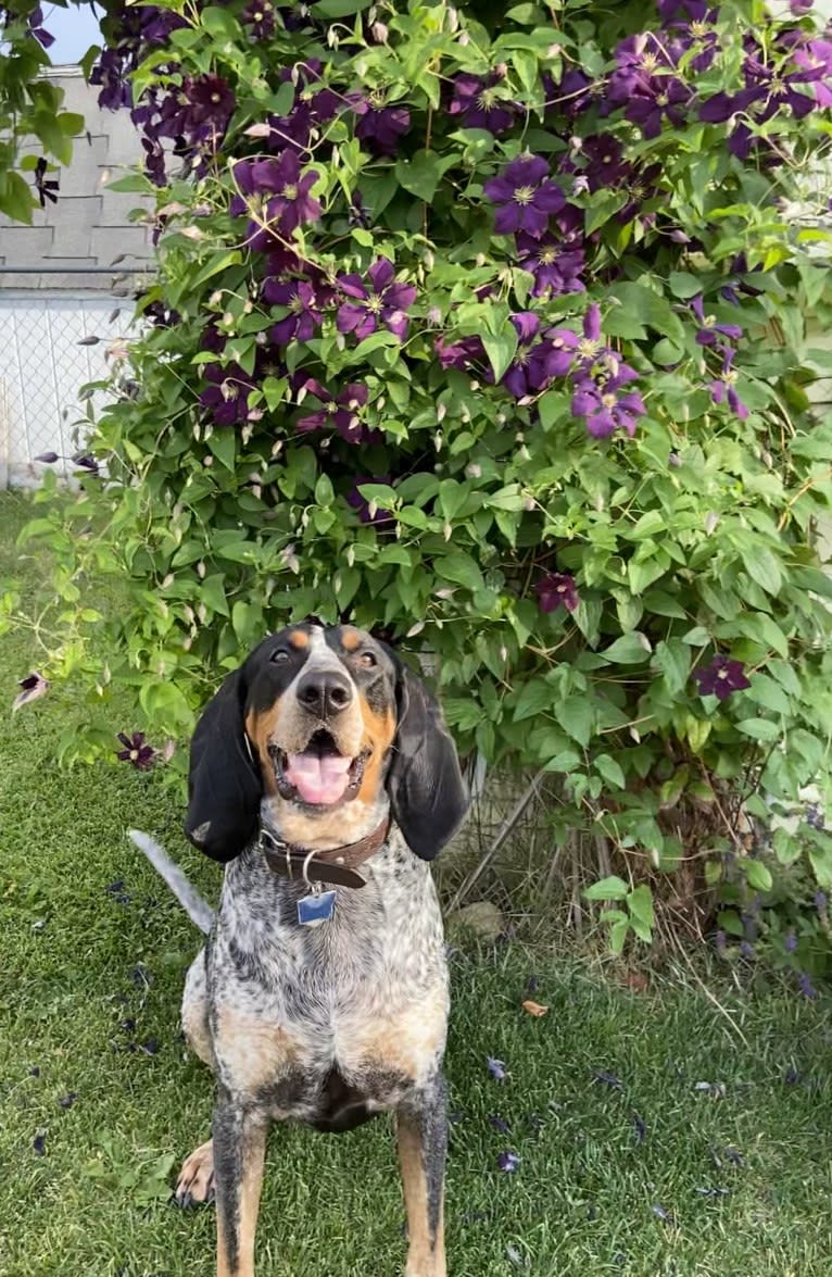 Chinook, a Bluetick Coonhound and Treeing Walker Coonhound mix tested with EmbarkVet.com