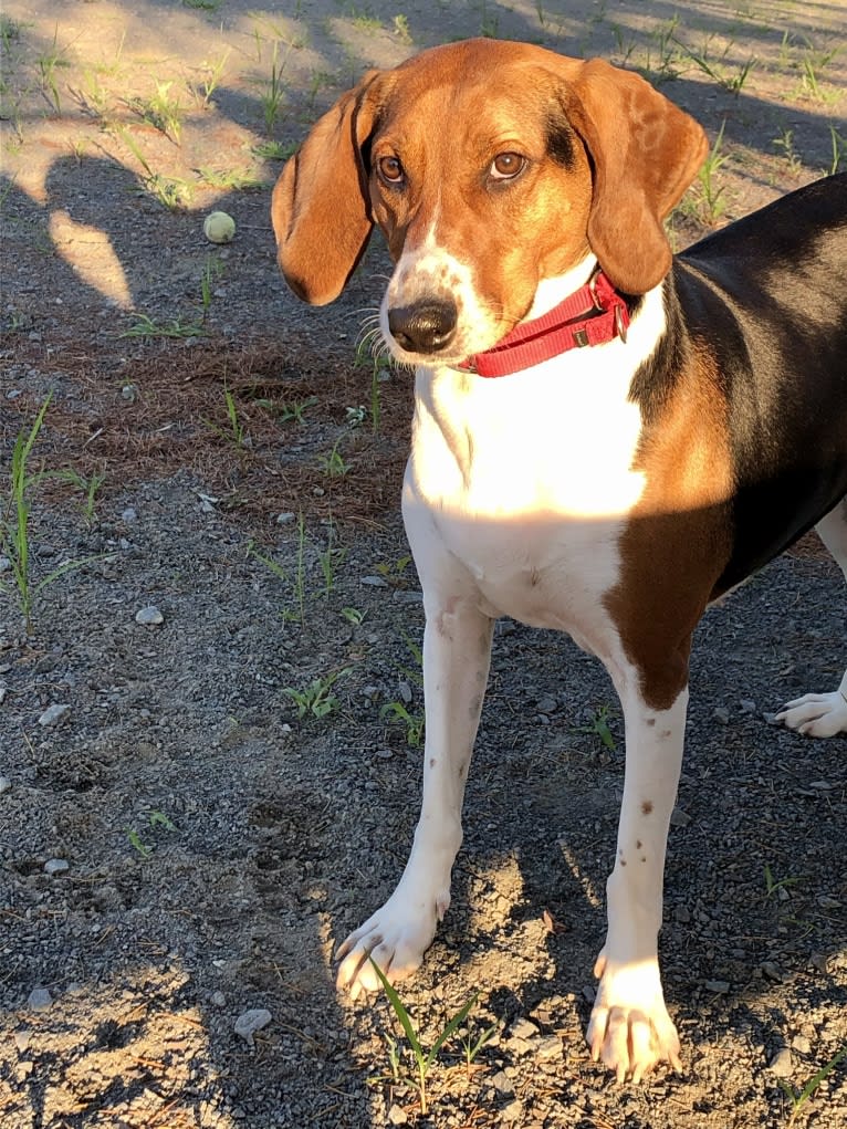 Roxy, a Treeing Walker Coonhound tested with EmbarkVet.com