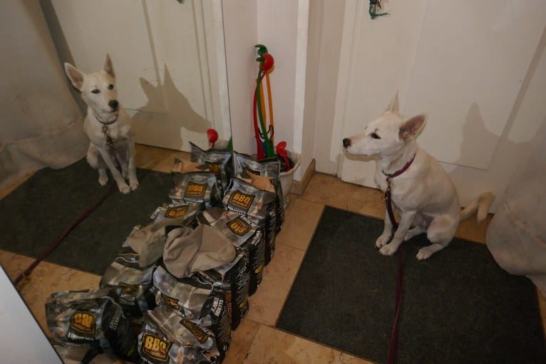 Suri, a Canaan Dog tested with EmbarkVet.com