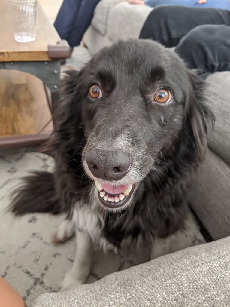 Bella, a Border Collie and Pembroke Welsh Corgi mix tested with EmbarkVet.com