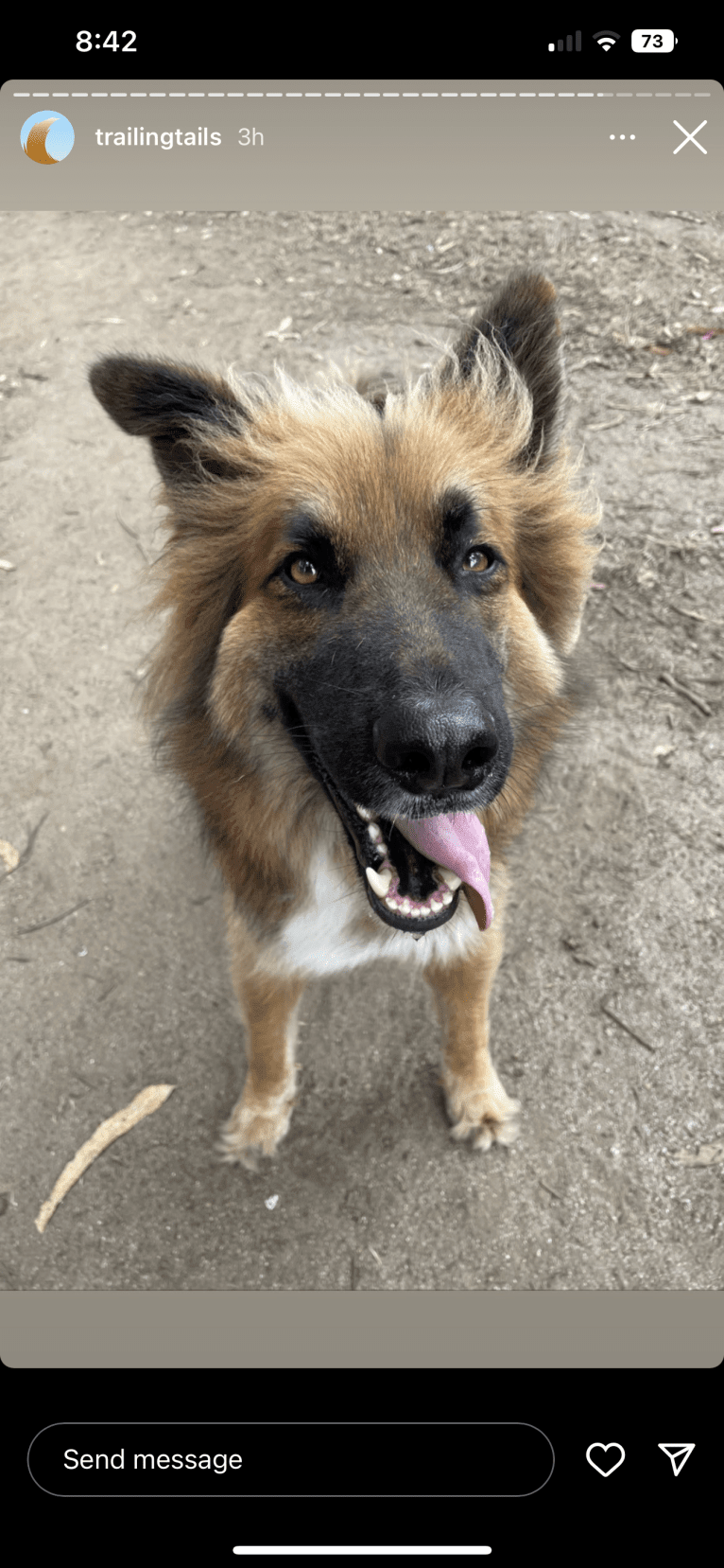 Lobo, a German Shepherd Dog and Siberian Husky mix tested with EmbarkVet.com