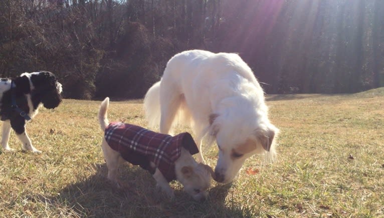 Walker, a Chow Chow and Labrador Retriever mix tested with EmbarkVet.com