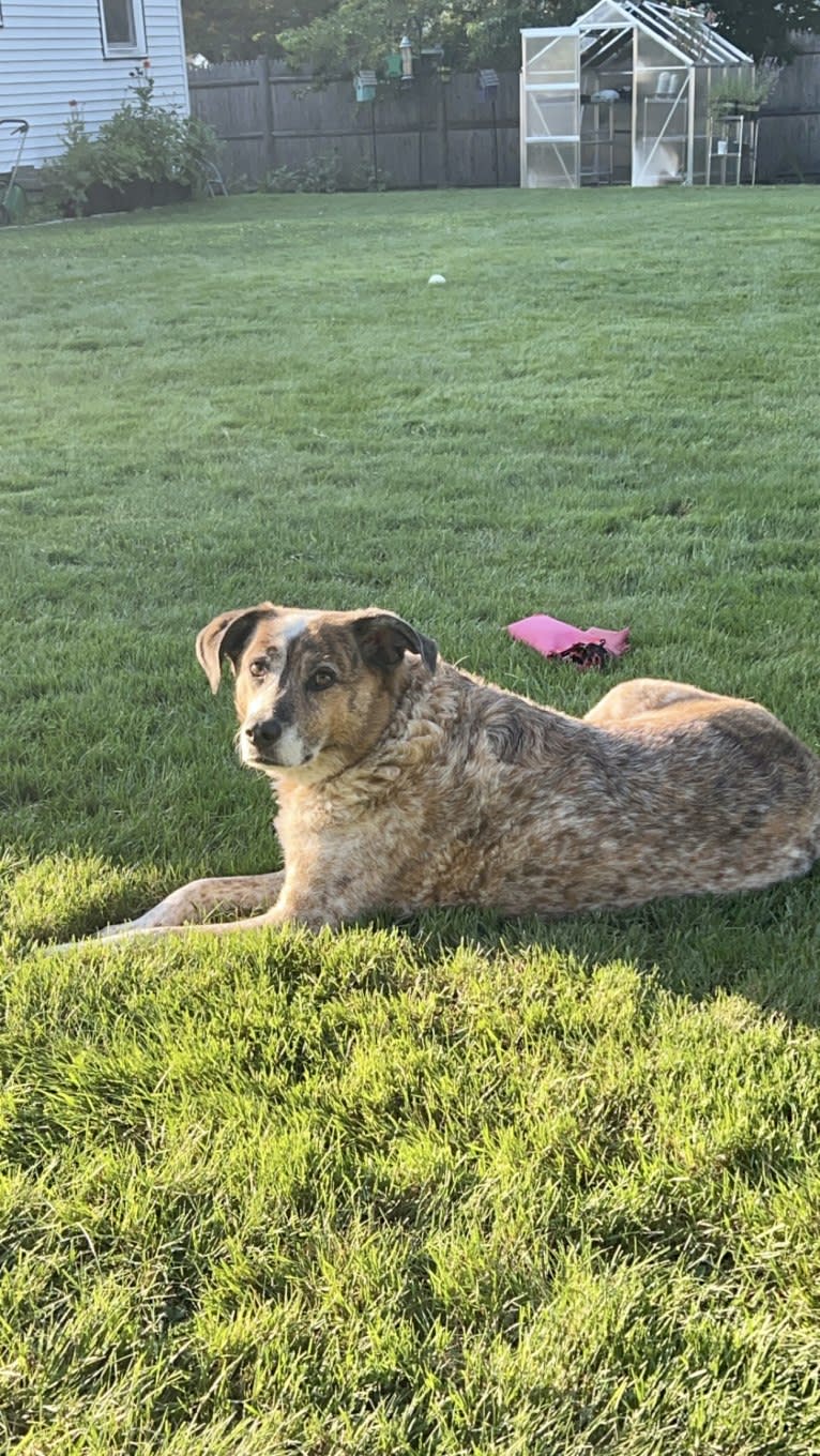 Ruger, an Australian Cattle Dog and Beagle mix tested with EmbarkVet.com