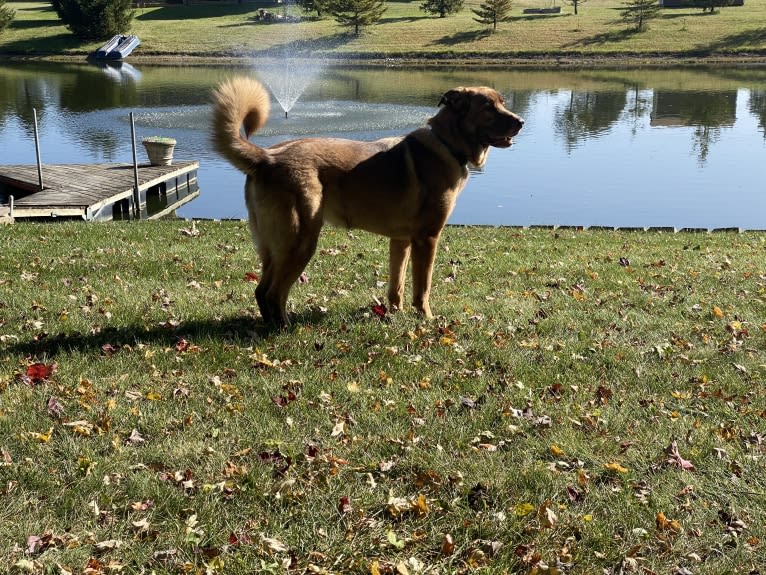 Ceasar, a German Shepherd Dog and Anatolian Shepherd Dog mix tested with EmbarkVet.com