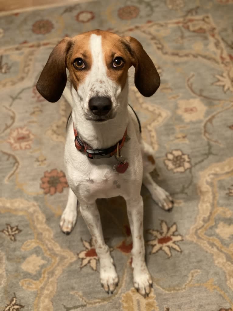 Hattie, an American Foxhound tested with EmbarkVet.com