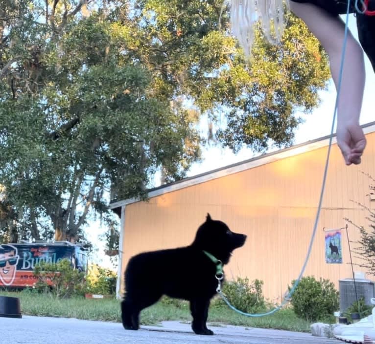 Kumo (Mariah Jeon), a Schipperke tested with EmbarkVet.com