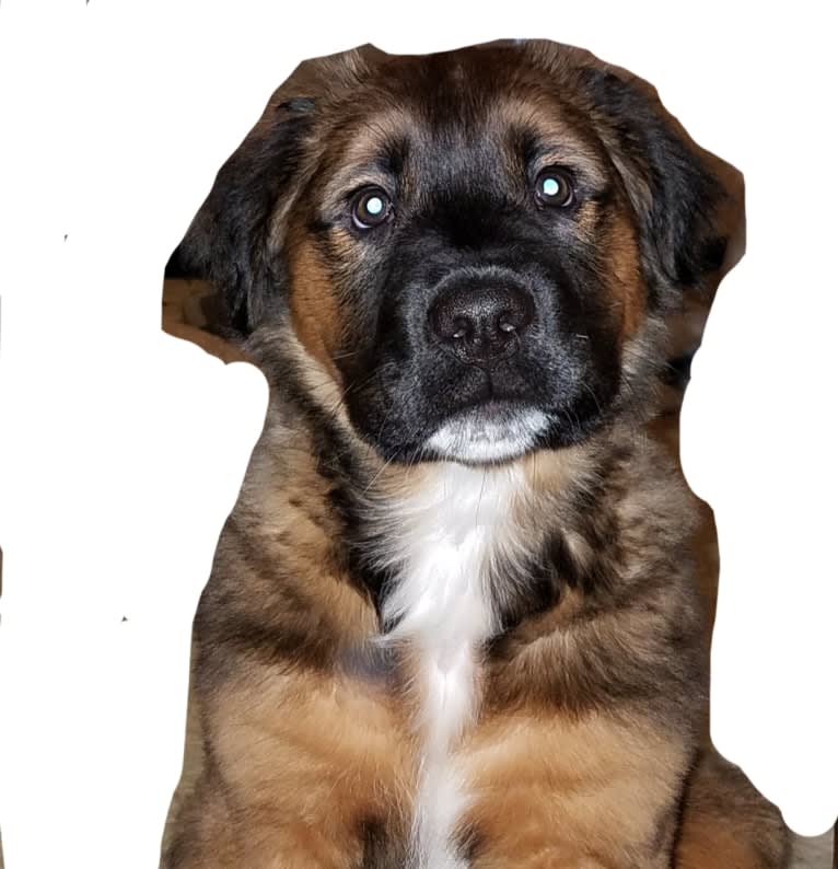 LoKi, an American Bulldog and Rottweiler mix tested with EmbarkVet.com