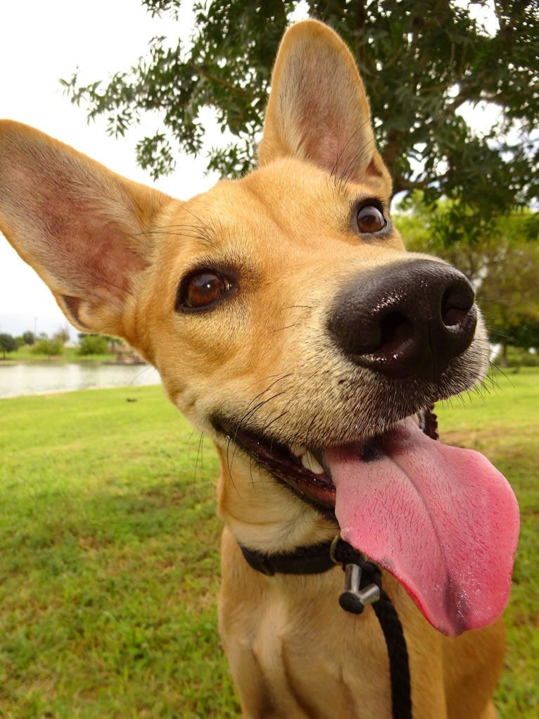 Bean, a Chow Chow and Chihuahua mix tested with EmbarkVet.com