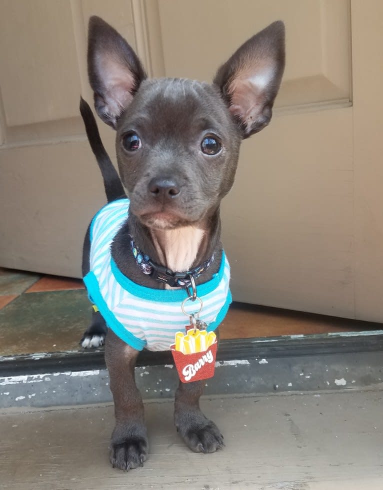 Barry, a Chihuahua and Poodle (Small) mix tested with EmbarkVet.com