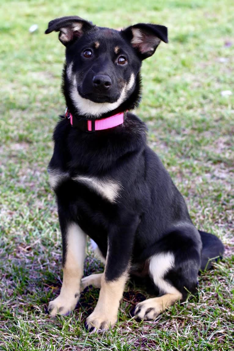 Remington, a Labrador Retriever and German Shepherd Dog mix tested with EmbarkVet.com