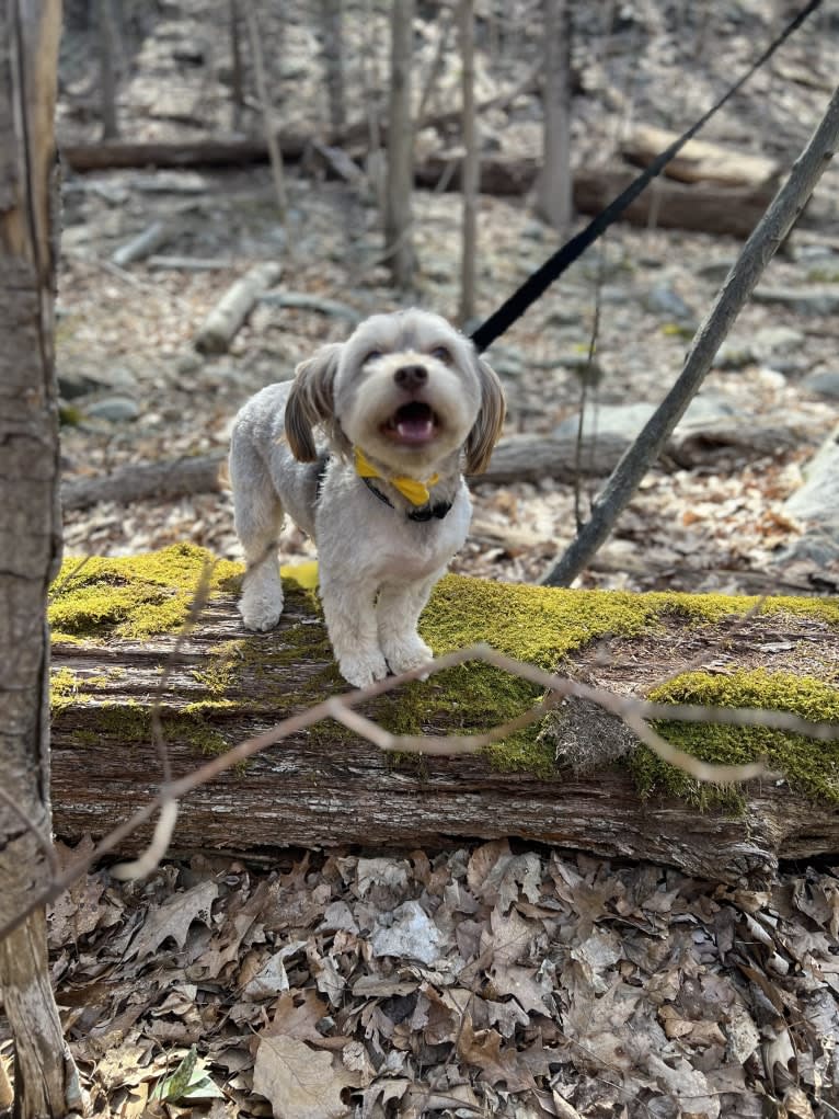 Mr. Bear, a Chihuahua and Dachshund mix tested with EmbarkVet.com