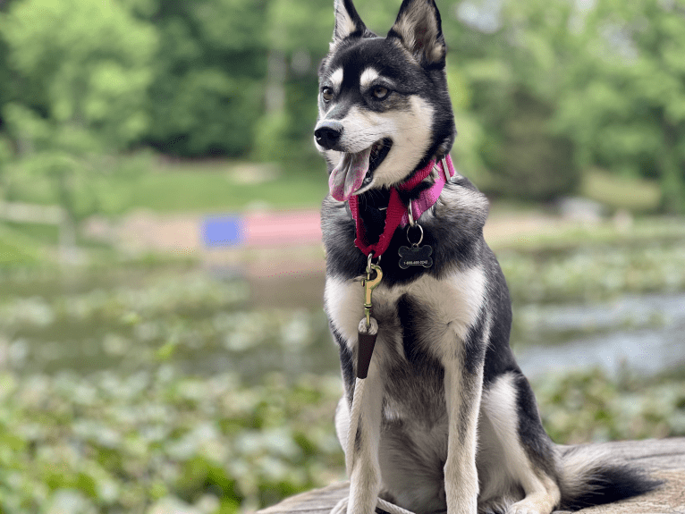 Mika, an Alaskan Klee Kai tested with EmbarkVet.com