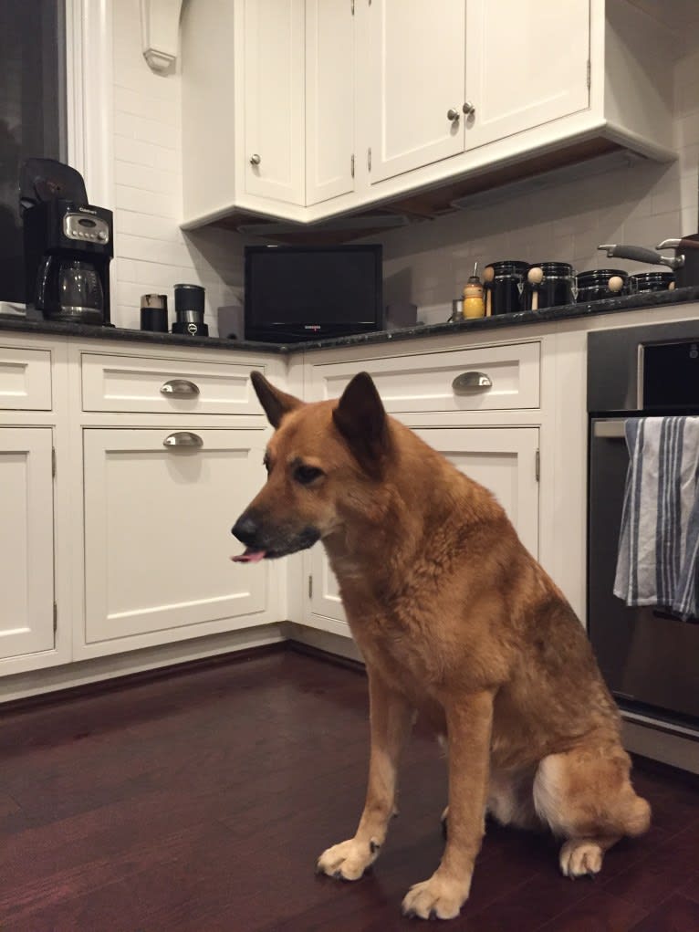 Brady, a German Shepherd Dog and Akita mix tested with EmbarkVet.com